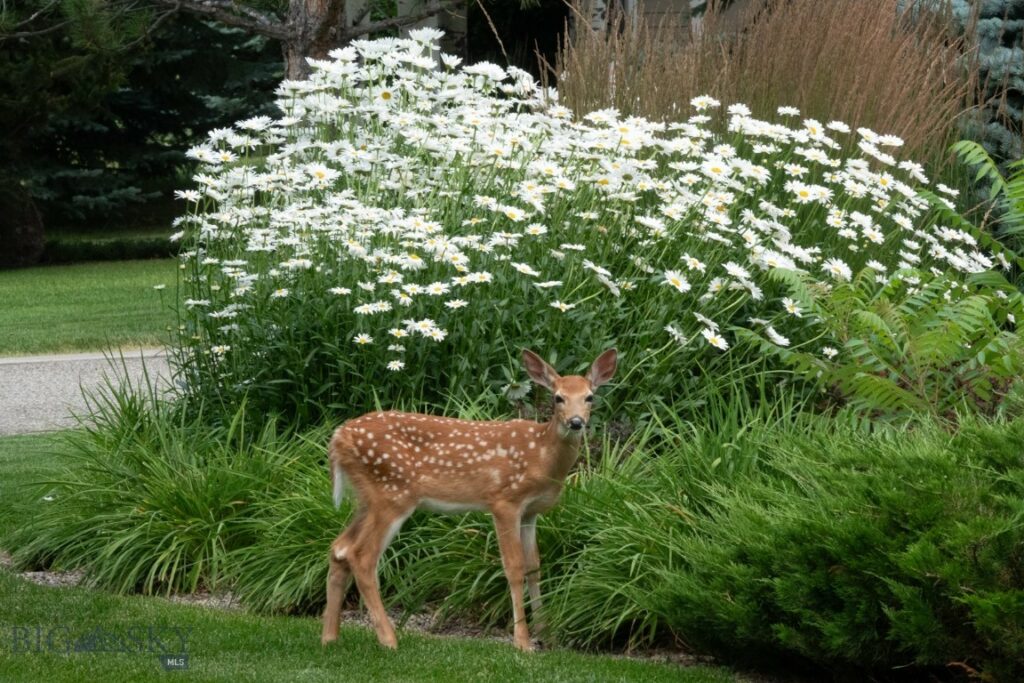 Bozeman MT 59715 - 24