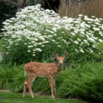 Bozeman MT 59715 - 24