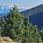 495 Moffit Gulch Road