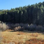 495 Moffit Gulch Road