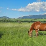 Bozeman MT 59715 - 11