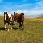 Bozeman MT 59715 - 12