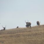 Bozeman MT 59715 - 20