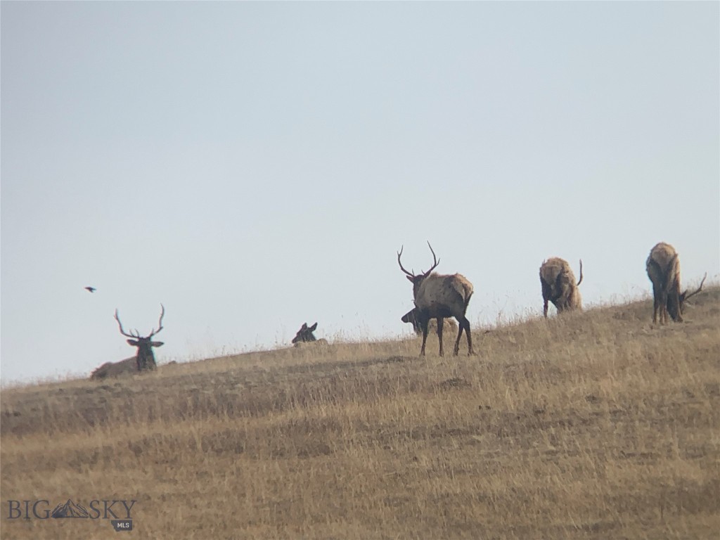 Bozeman MT 59715 - 20