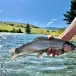 Bozeman MT 59715 - 21