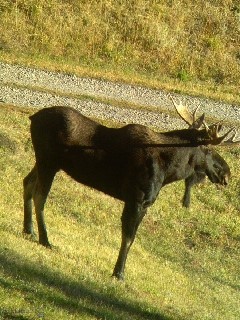 Livingston MT 59047 - 6