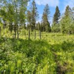 750 Black Bear Road