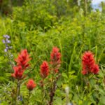 Bozeman MT 59718 - 21