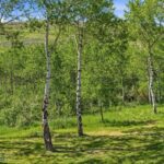 Bozeman MT 59715 - 17