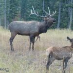 770 Mountain Moose Road