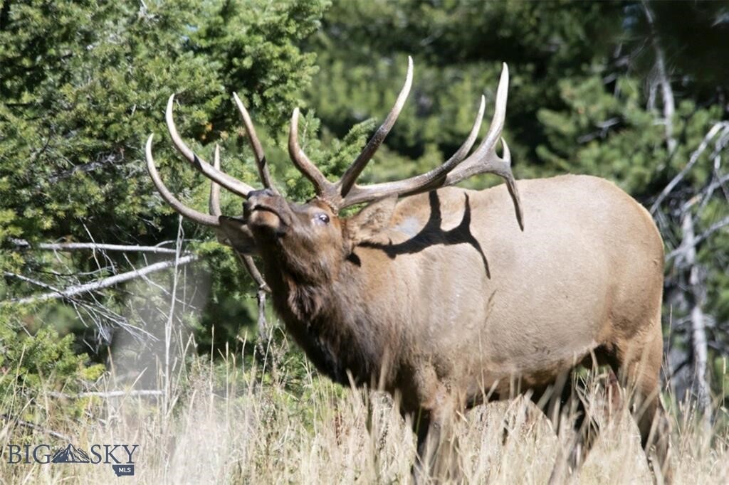 Bozeman MT 59715 - 7