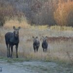 770 Mountain Moose Road