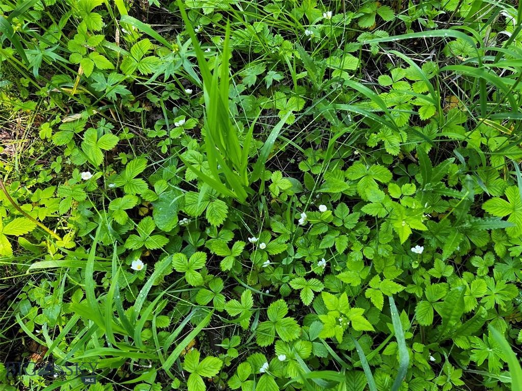 770 Mountain Moose Road