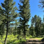 Bozeman MT 59715 - 18