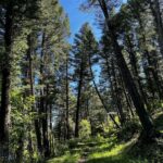 770 Mountain Moose Road