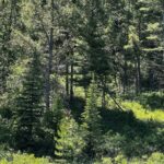 770 Mountain Moose Road