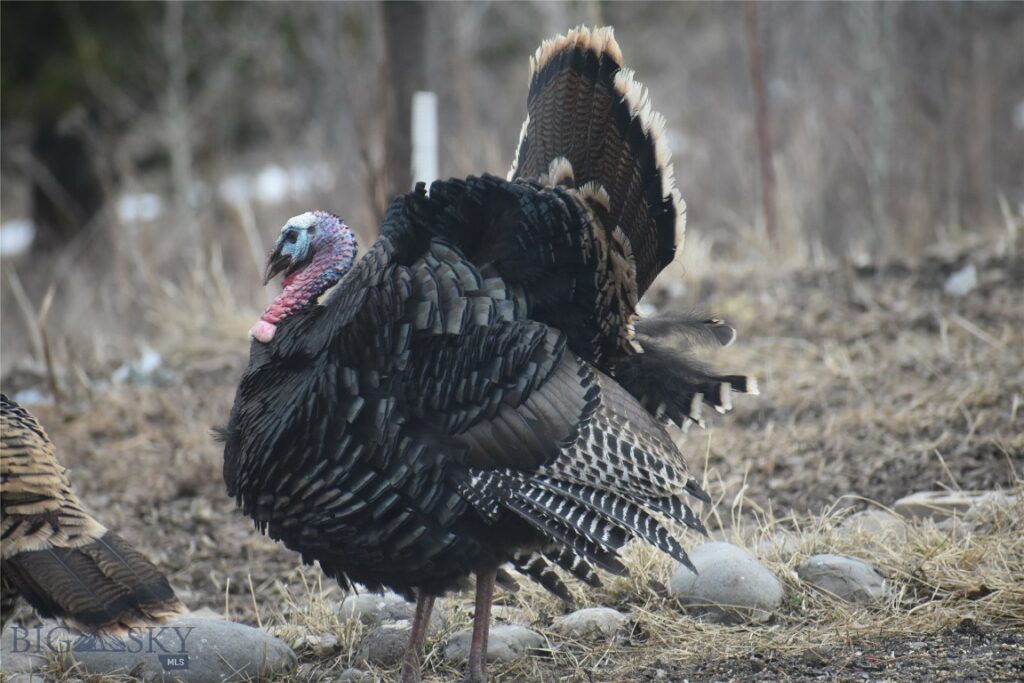 Bozeman MT 59715 - 3