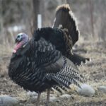 Bozeman MT 59715 - 3