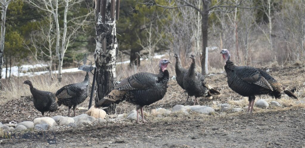 770 Mountain Moose Road