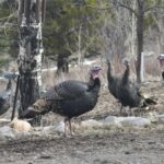 770 Mountain Moose Road