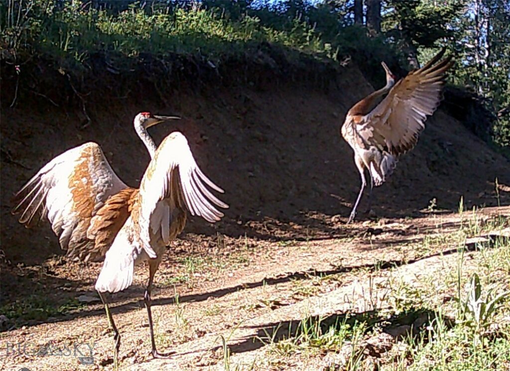 Bozeman MT 59715 - 4