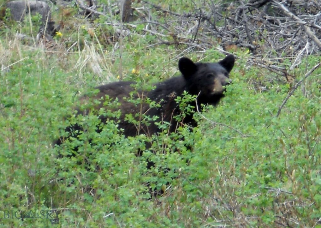 770 Mountain Moose Road