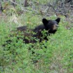 770 Mountain Moose Road