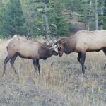 Bozeman MT 59715 - 5