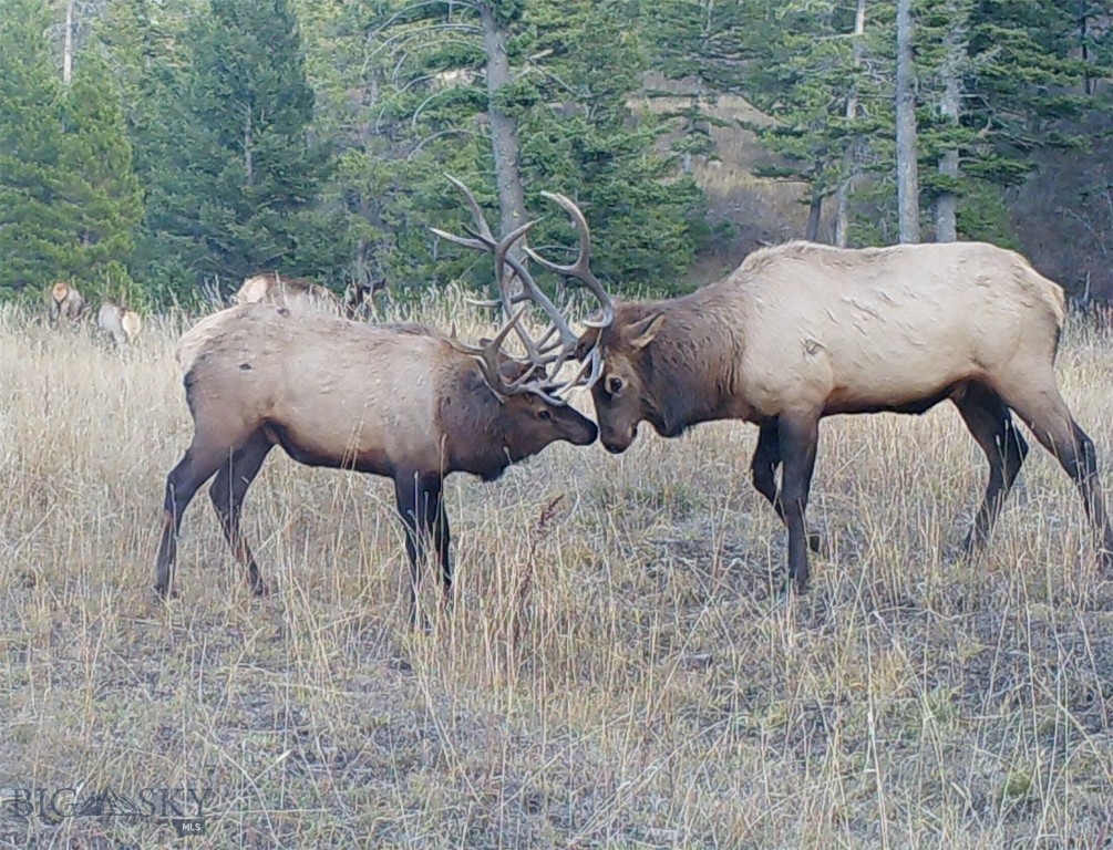 Bozeman MT 59715 - 5