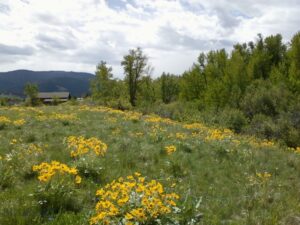 779 Cayuse Trail, Bozeman MT 59715