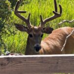 Bozeman MT 59715 - 13