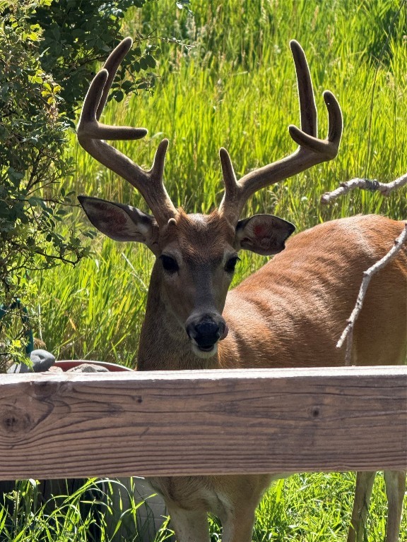 Bozeman MT 59715 - 13