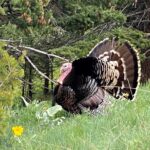 Bozeman MT 59715 - 12