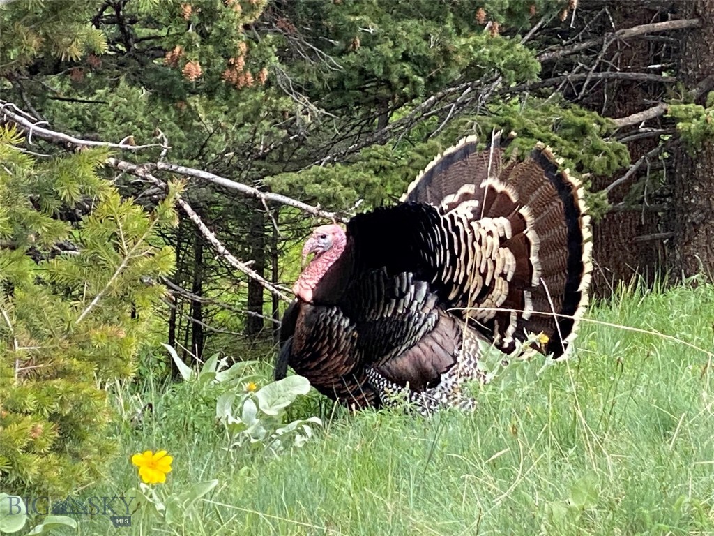 Bozeman MT 59715 - 12