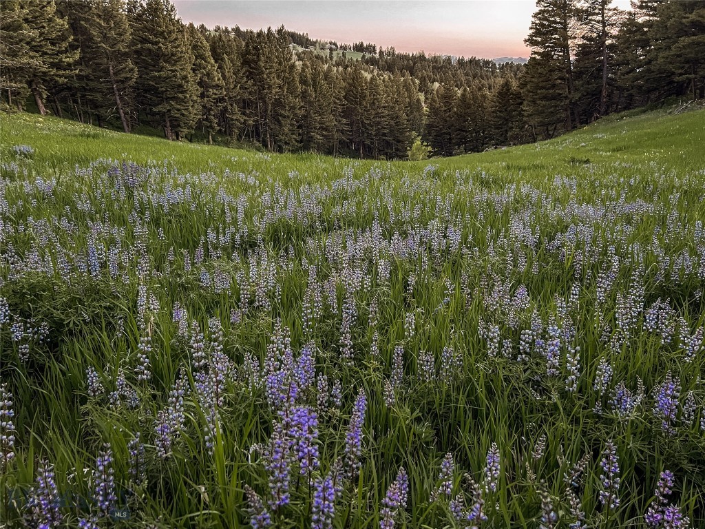 Bozeman MT 59715 - 20