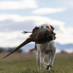 Belgrade MT 59714 - 10