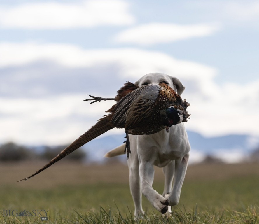 Belgrade MT 59714 - 10