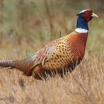 TBD Penwell Bridge Road