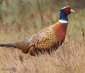 TBD Penwell Bridge Road