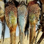 Belgrade MT 59714 - 4