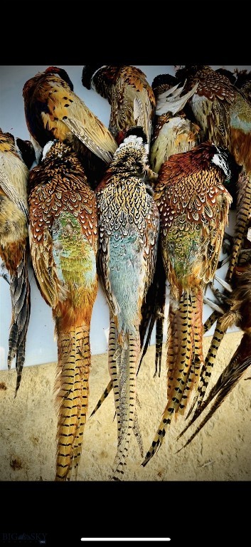 Belgrade MT 59714 - 4