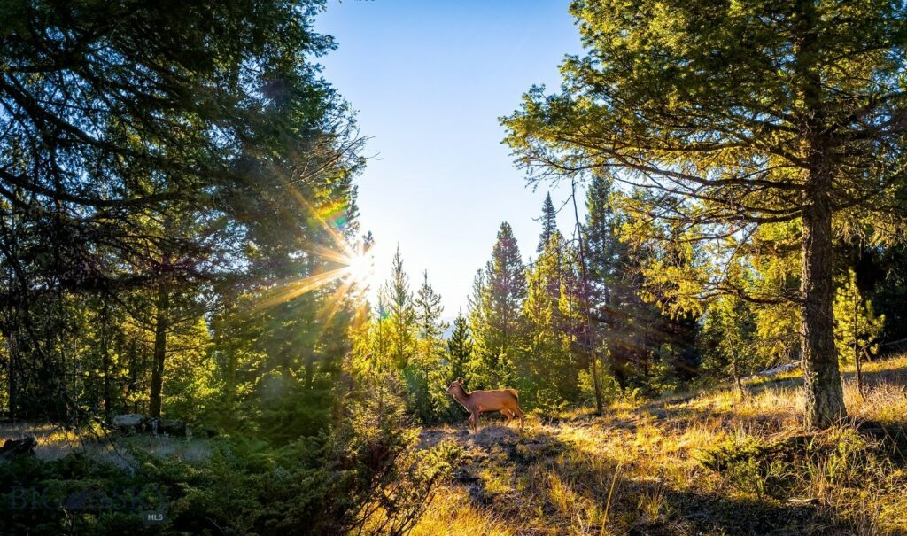 Big Sky MT 59716 - 21