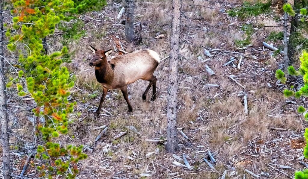 Big Sky MT 59716 - 23