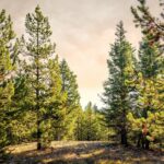 Big Sky MT 59716 - 17