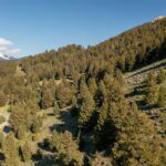 Lot 10 Two Gun White Calf