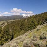 Lot 10 Two Gun White Calf