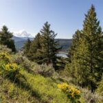 Lot 10 Two Gun White Calf