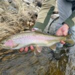 Belgrade MT 59714 - 8