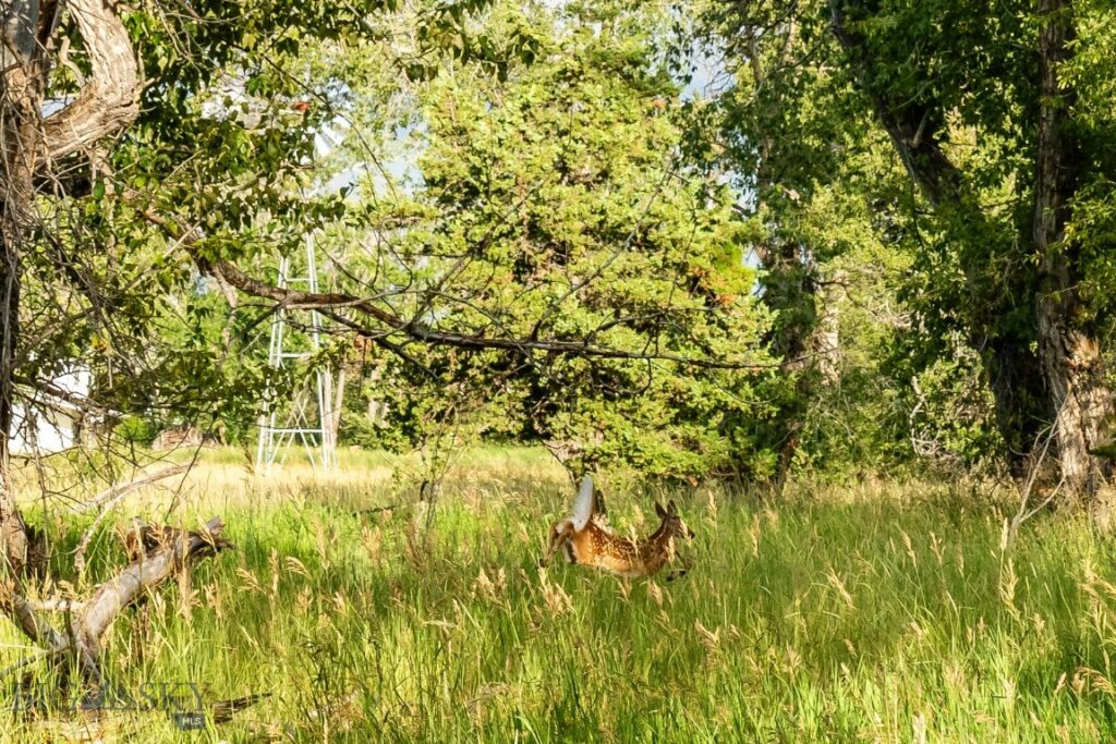 Belgrade MT 59714 - 9