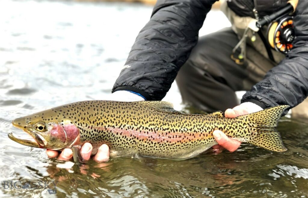 Belgrade MT 59714 - 10